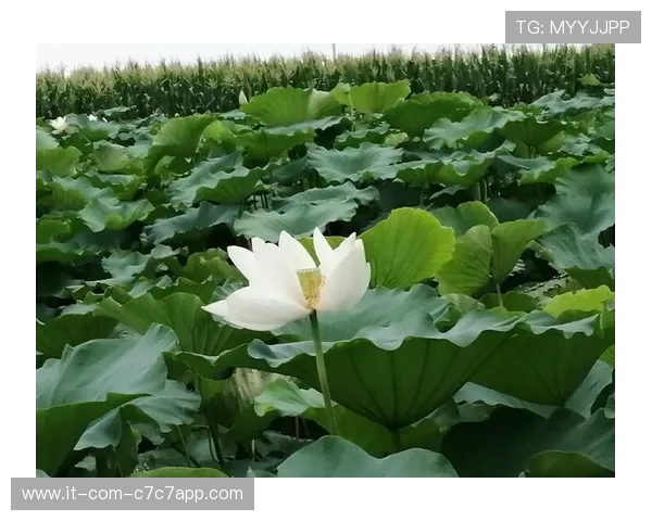 埃尔南德斯埃德森等以E开头的足球明星及其卓越成就解析